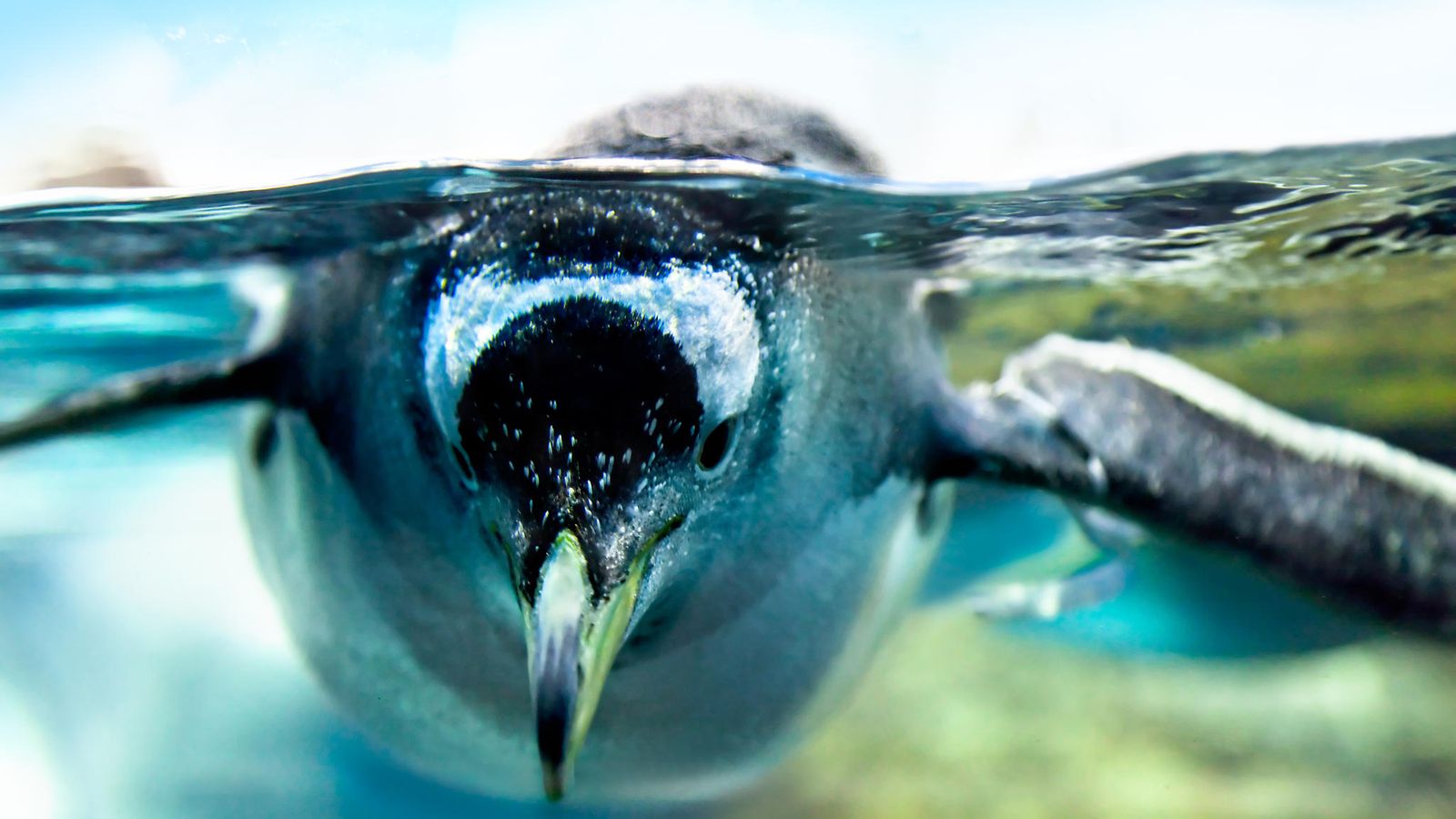 pingviini