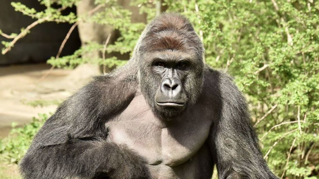 Muistatko? Harambe-gorilla ammuttiin 10 vuotta sitten – internet ei ole vieläkään unohtanut