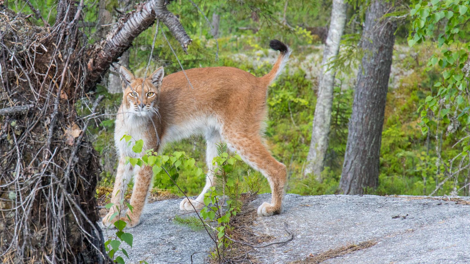 Anssi_Toivanen_ilves_02062016