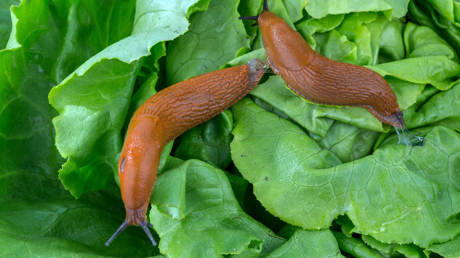 tapppajaetana