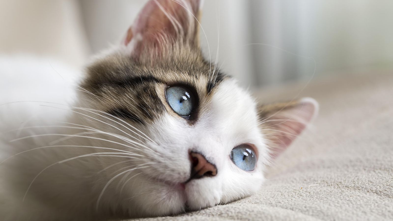 kissa