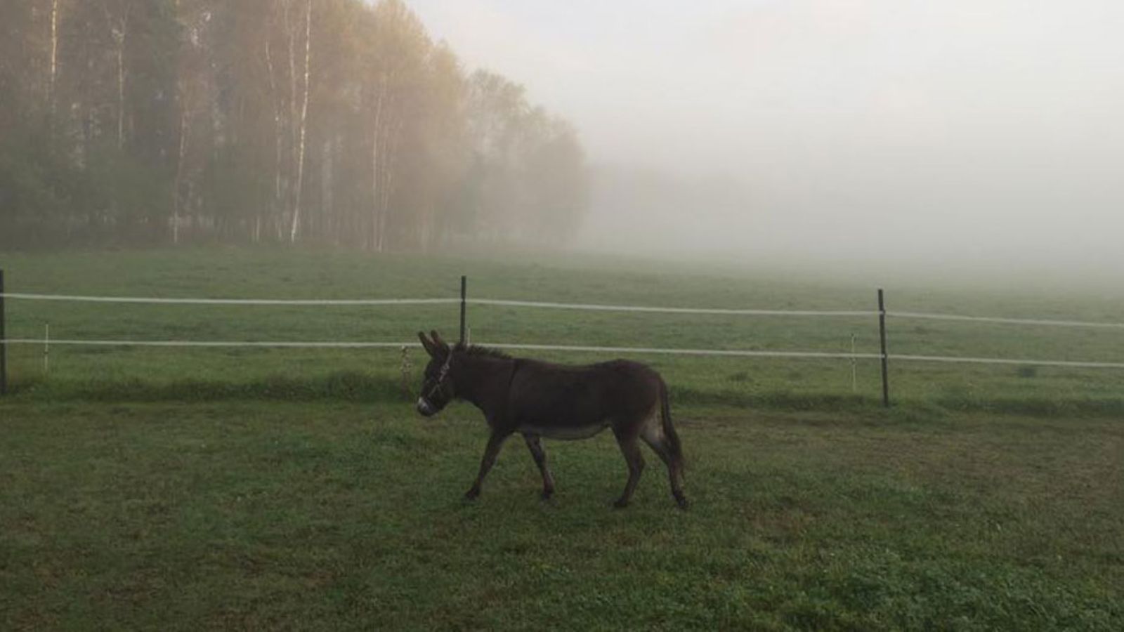 Sumu-aasi, kuva Sumun Facebook-sivut. Kuva: Toivosen talli.