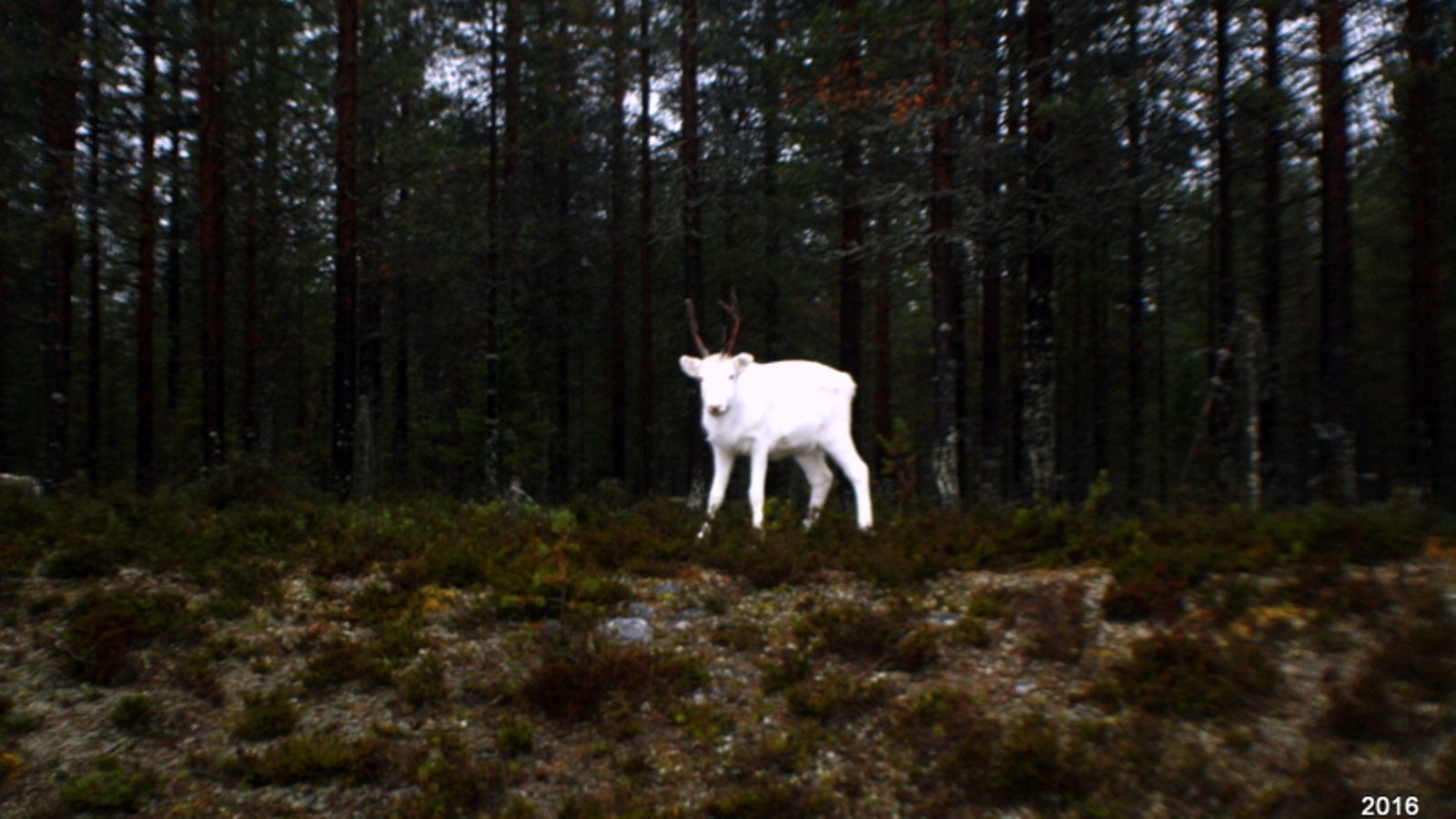 Vitivalkea poro valkoinen poro