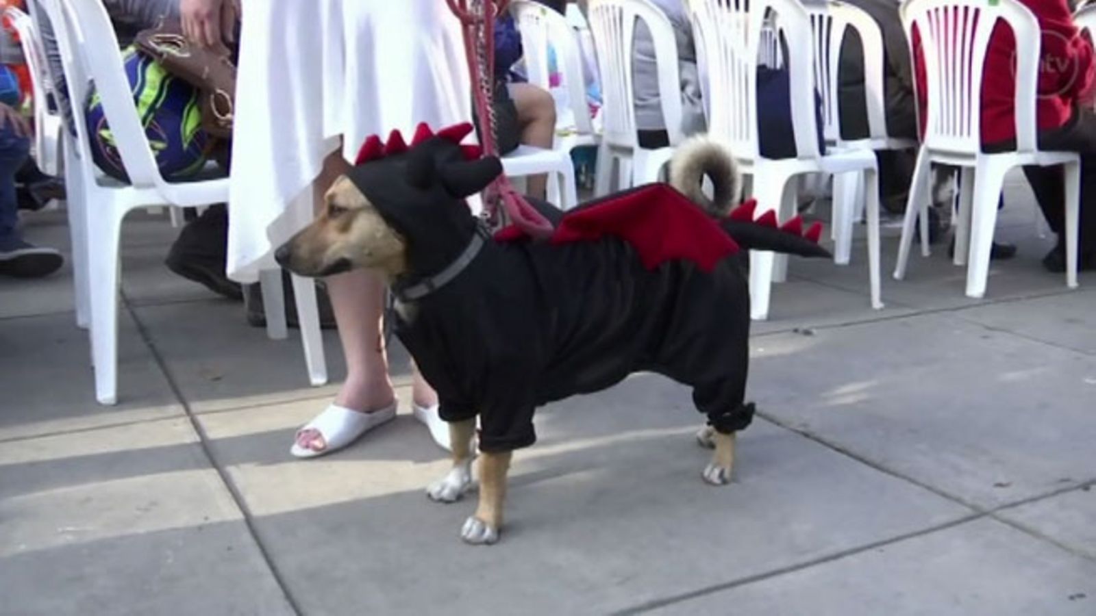 koira halloween