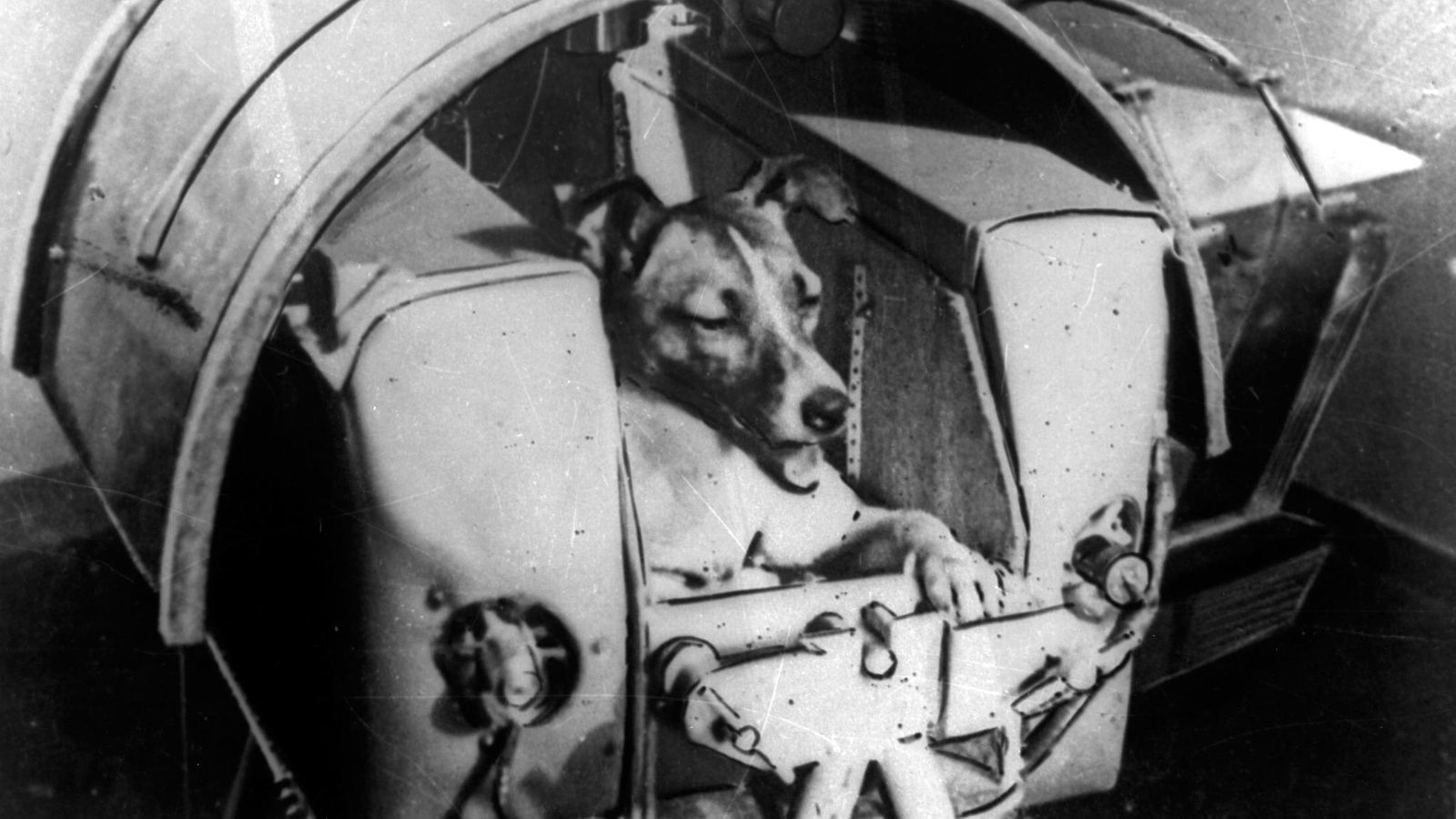 Laika koira