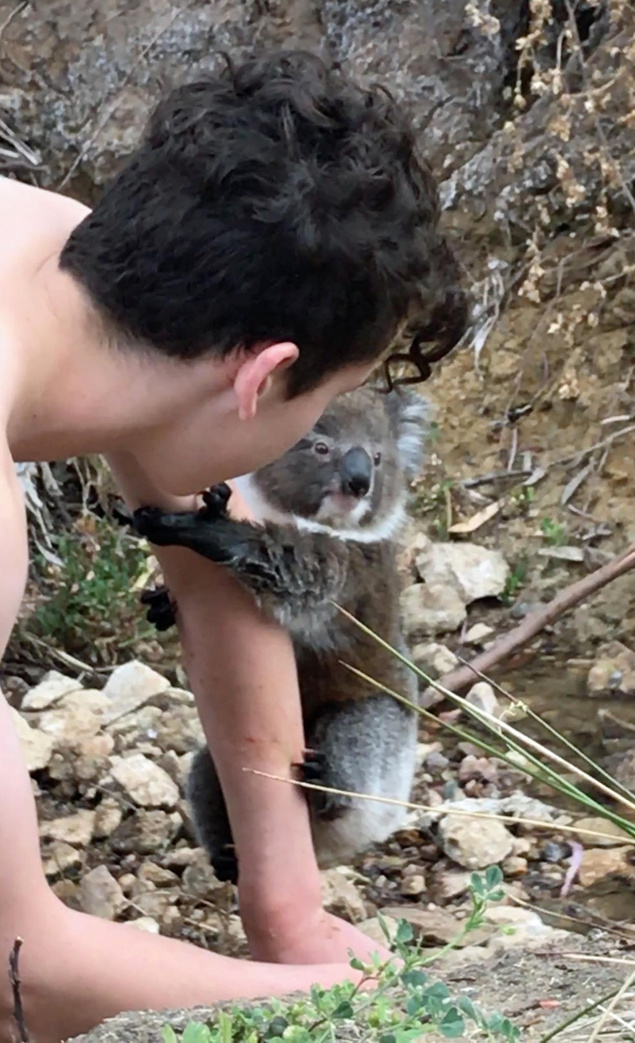 koala australia 1