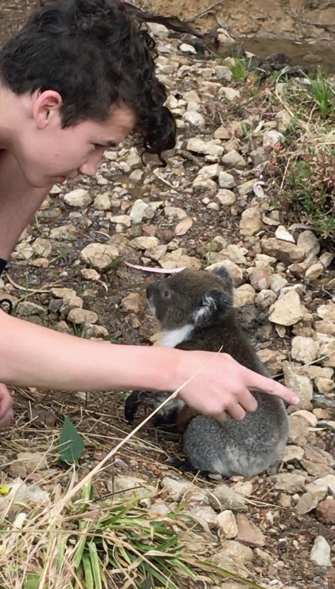 koala australia 2