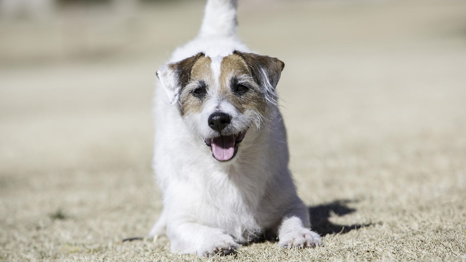 koira, jackrussellinterrieri