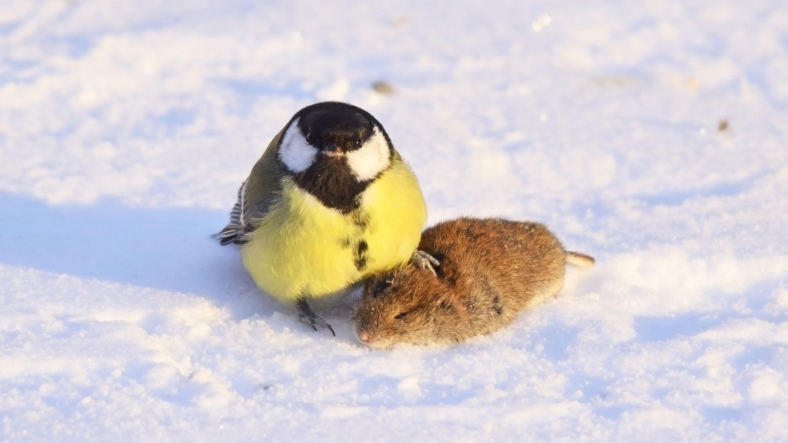 Myyrä ja talitintti