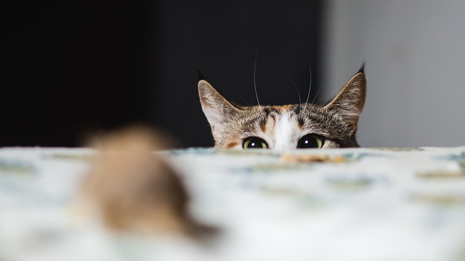 kissa (2)