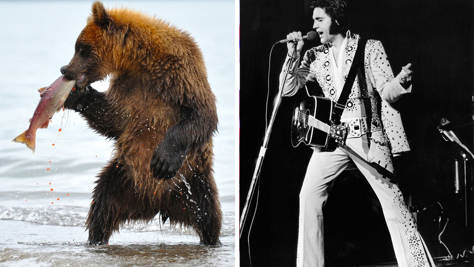 Tämä karhuhan on ilmiselvä Elvis!