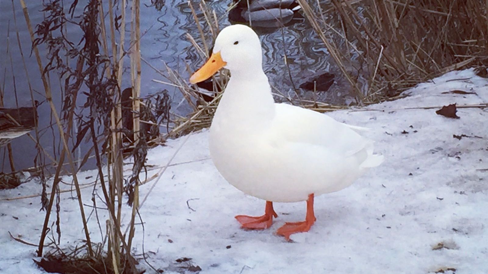 valkoinen sorsa sinisorsa