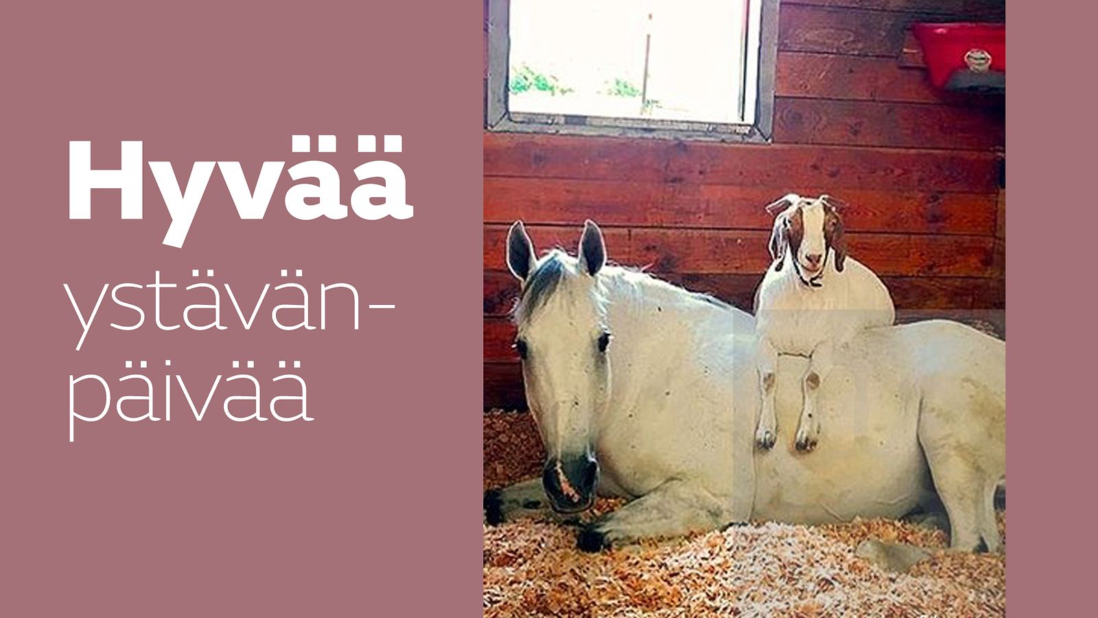 hyvää ystävänpäivää