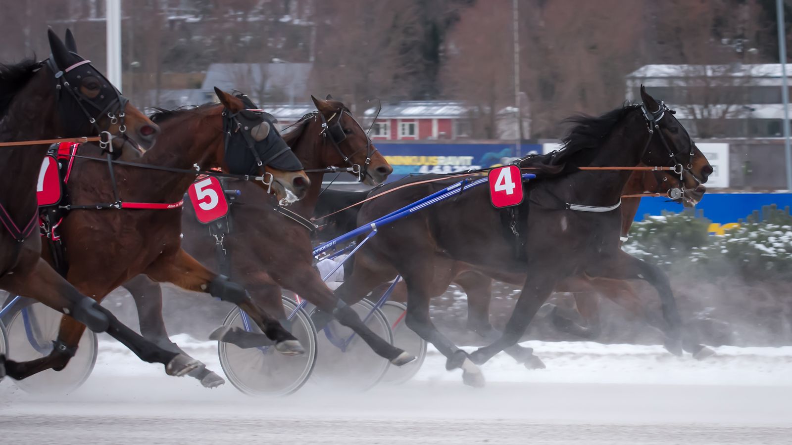 Ravit Vermossa