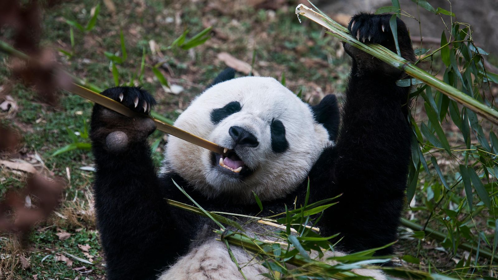 bao bao pandakarhu