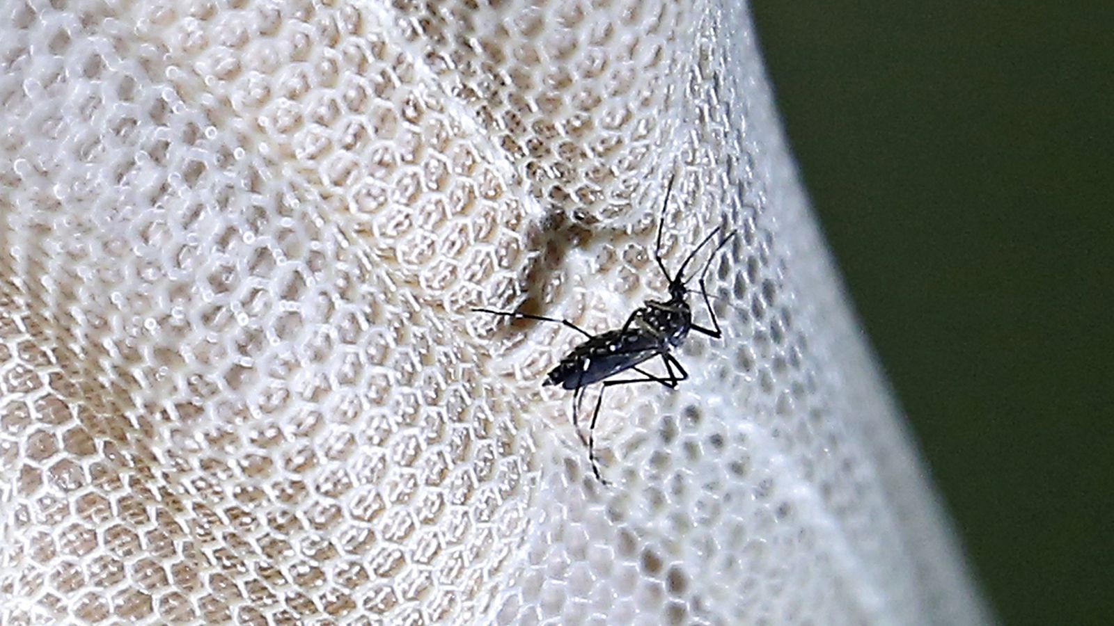 zika