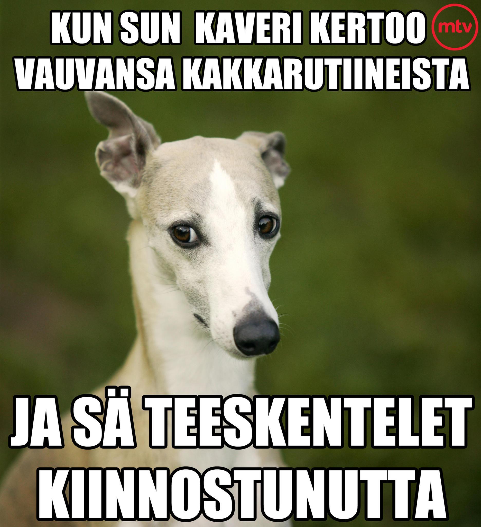 MEEMI - koirat vs vauvat