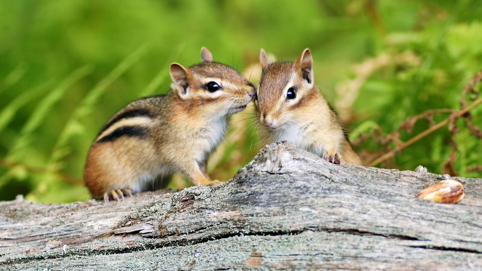 orava pikkuorava chipmunk