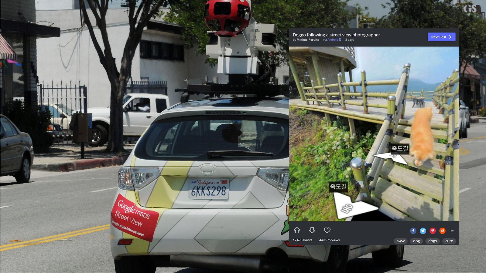 streetview_koira