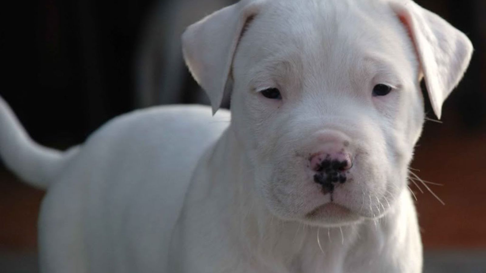 Dogo argentino, argentiinan mastiffi
