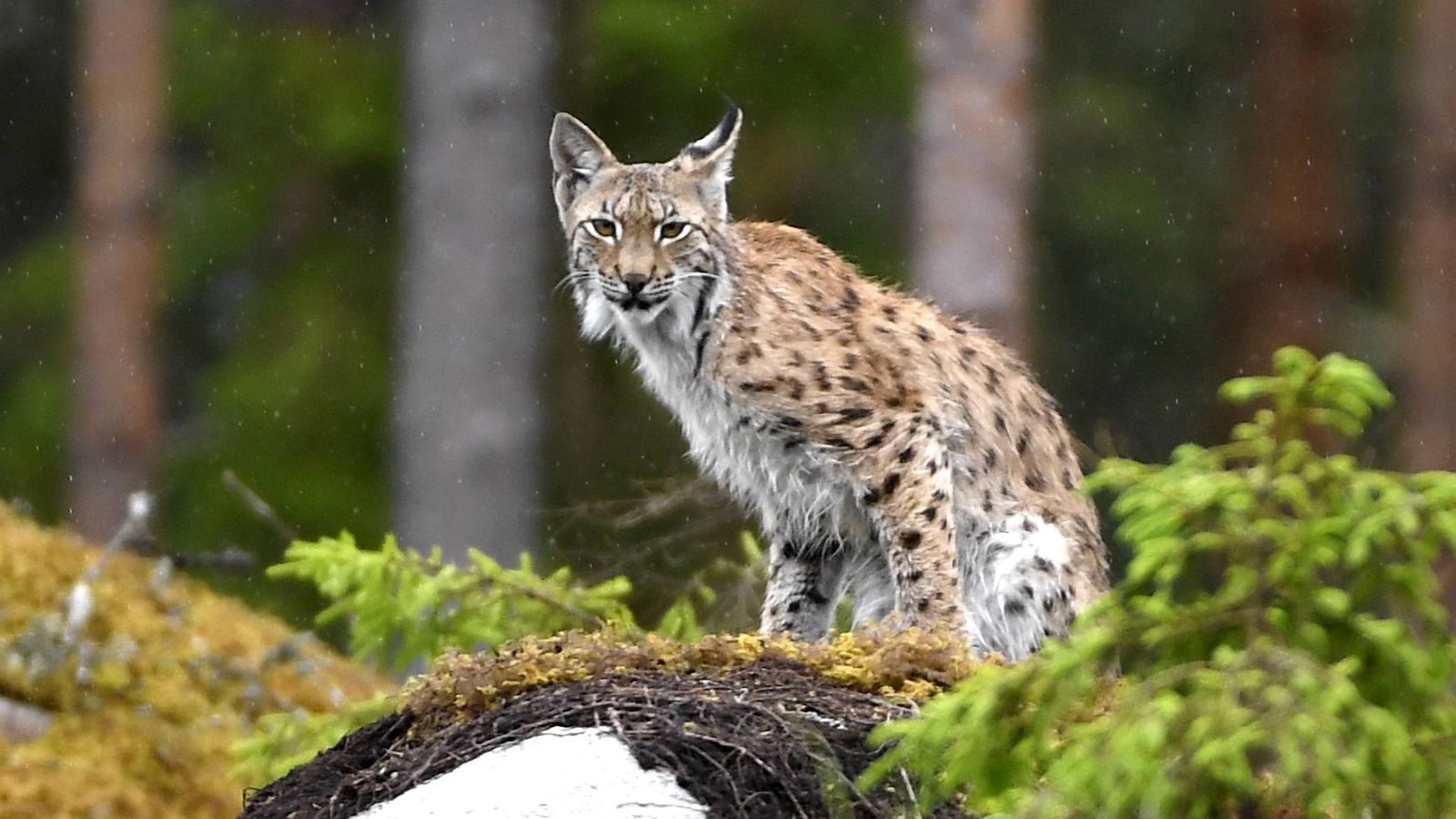 ilves