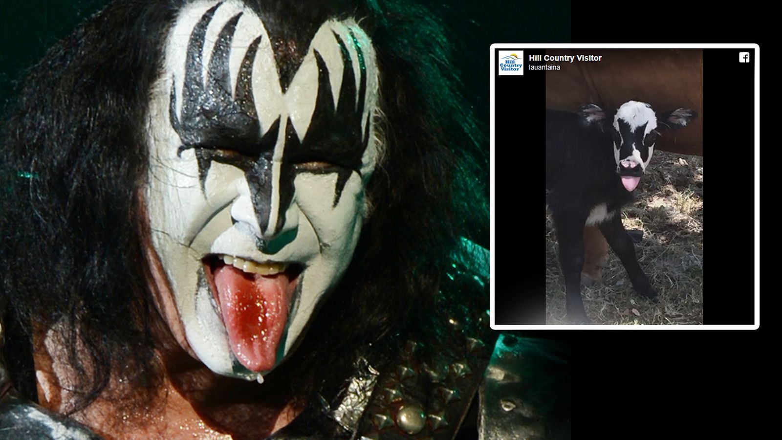 Gene Simmons vasikka