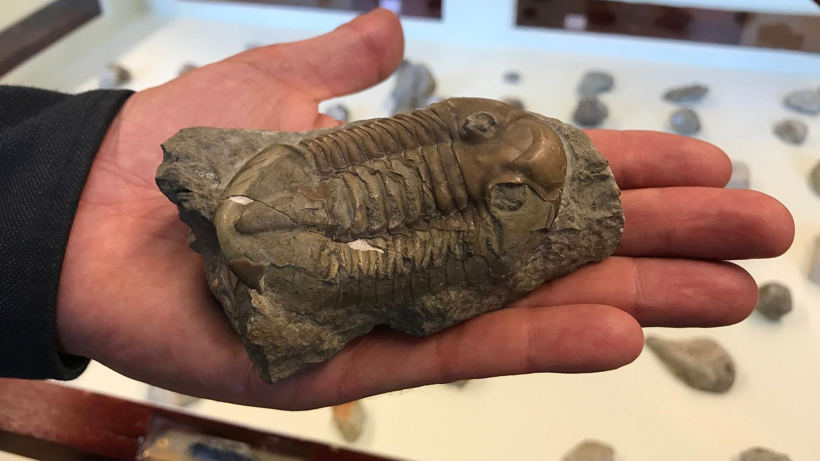 fossilli 4