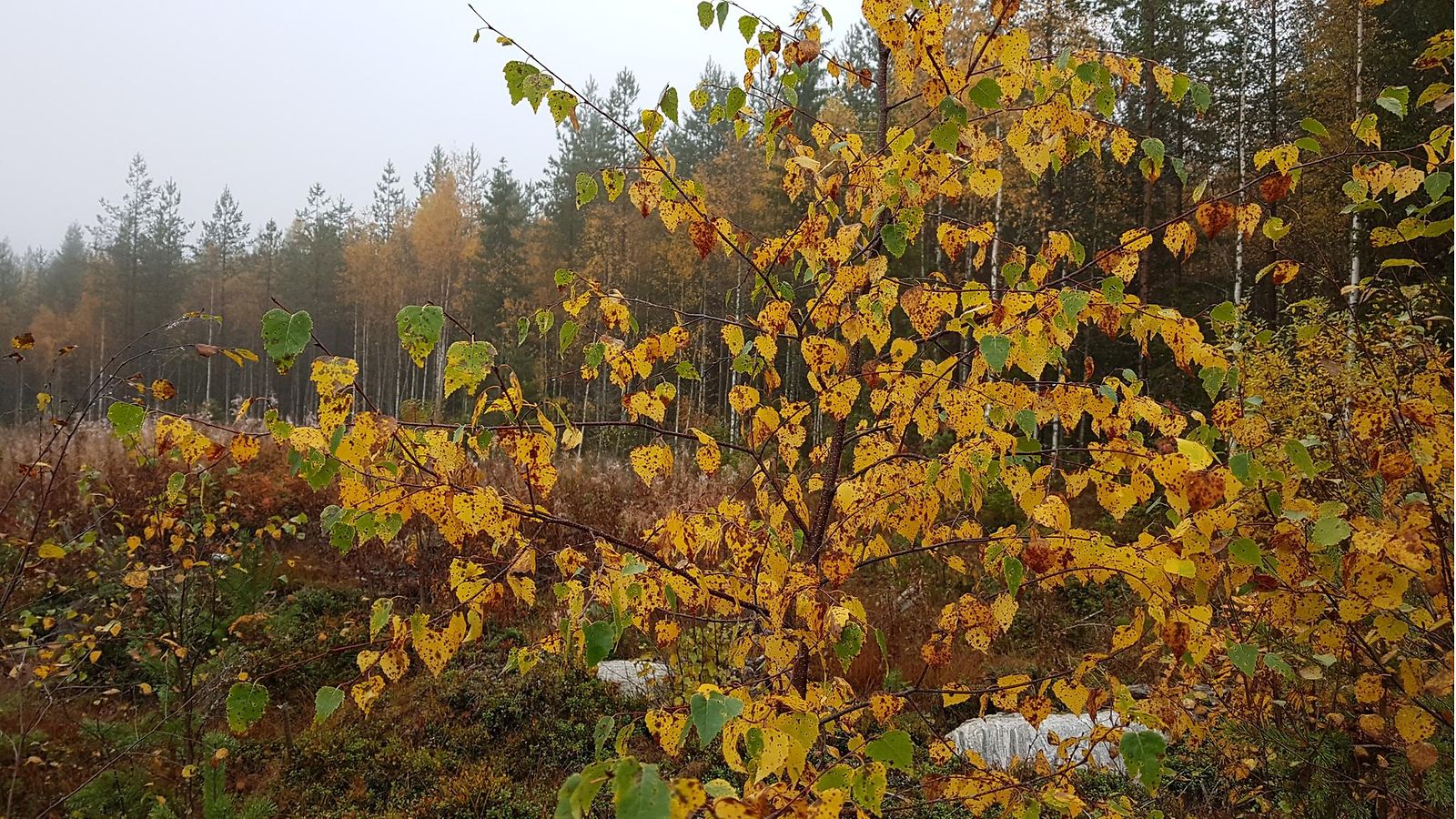 Lukijan kuva Maija Savolainen