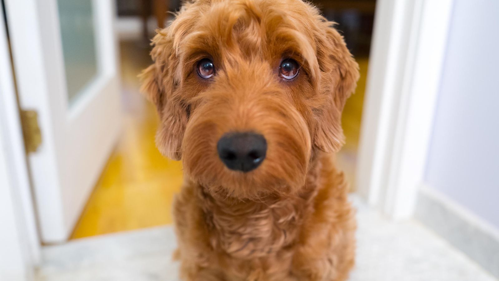 goldendoodle, koira