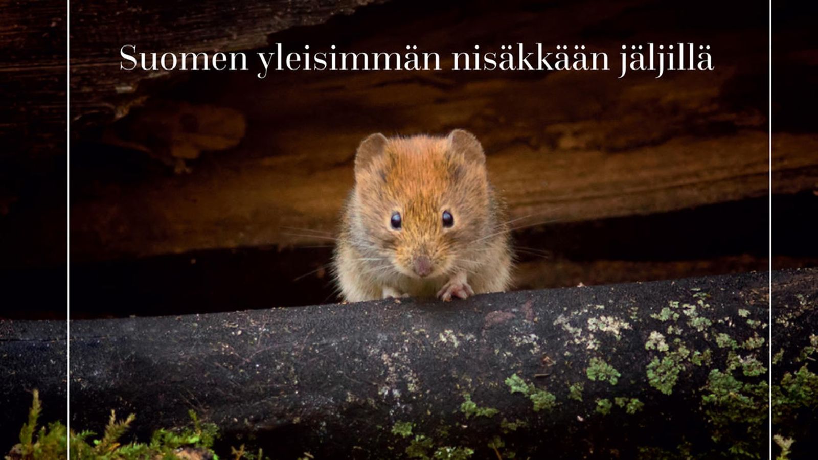 Myyrä