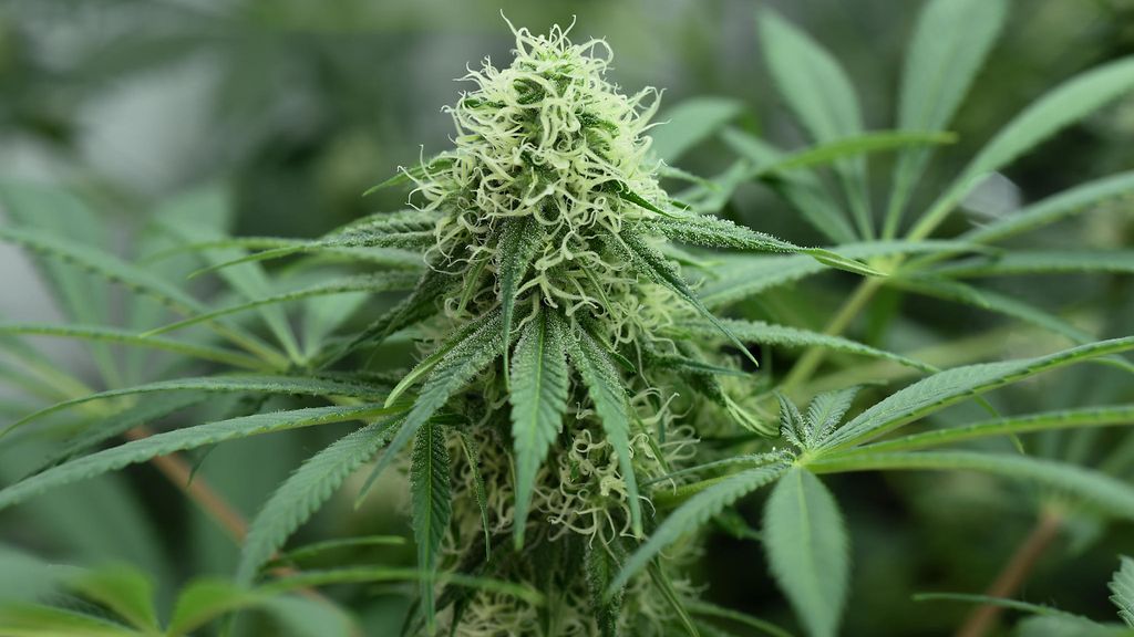 Poliisi epäilee laajaa kannabiskasvatusta varastetulla sähköllä