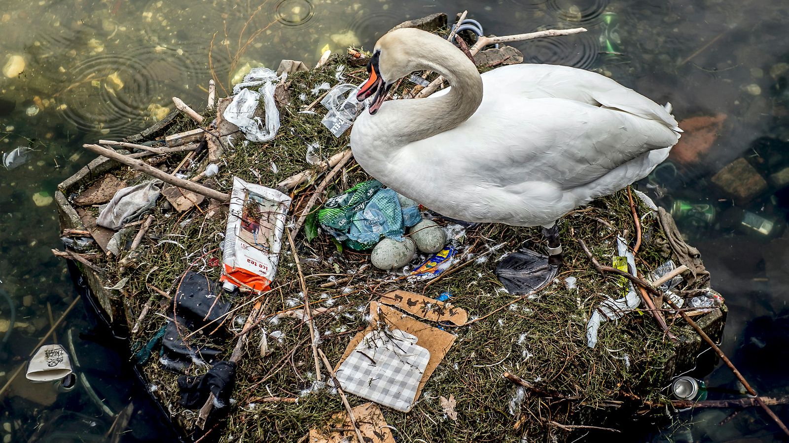 EPA joutsen Kööpenhamina muoviroska