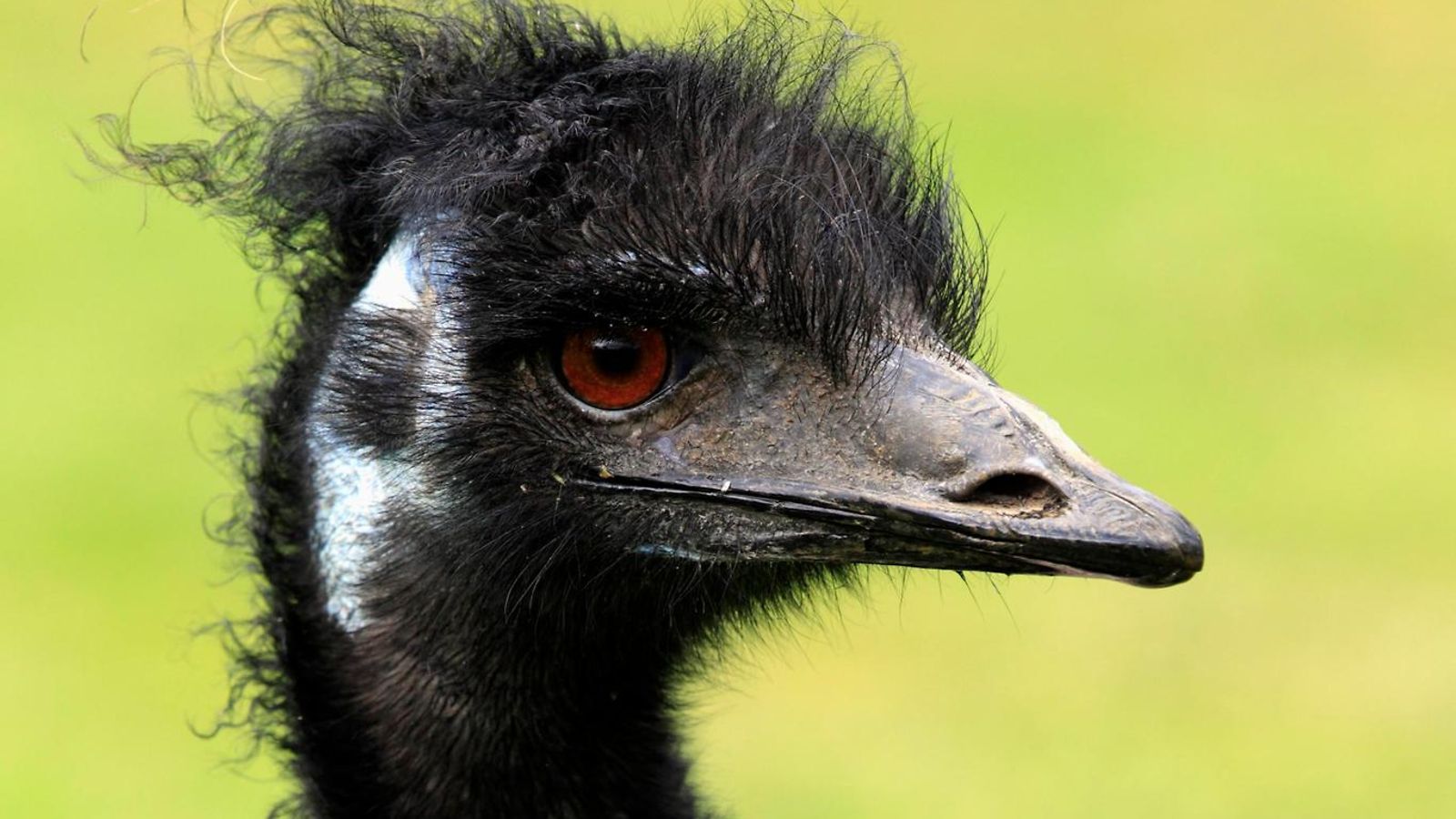 Emu lintu AOP