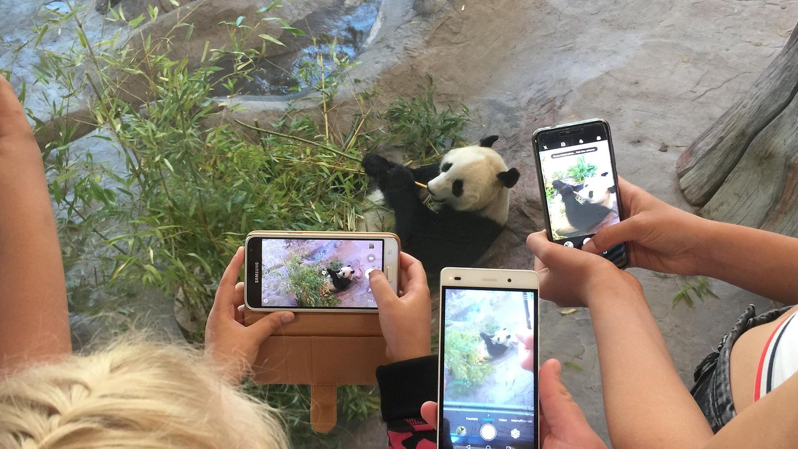 Oma panda ähtäri lumi pyry 3