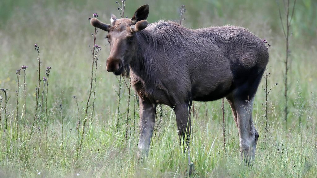 Moottoripyöräilijä rysäytti päin hirveä, eikä muistanut tapauksesta mitään