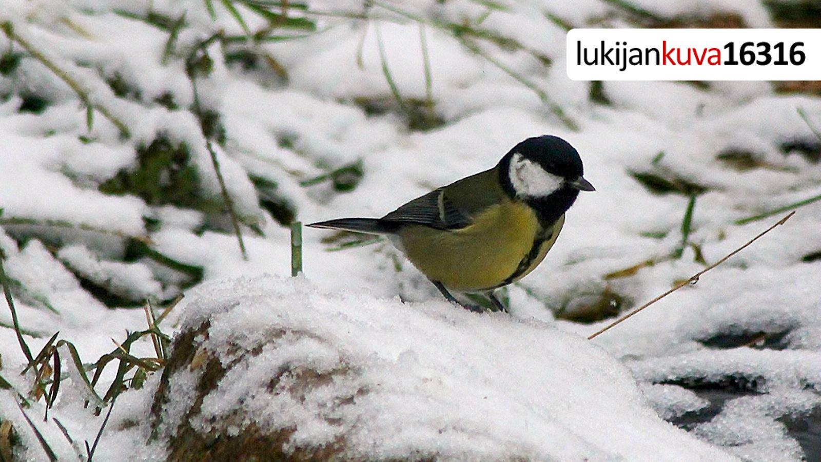 Lukijan kuvassa talvimaisema.