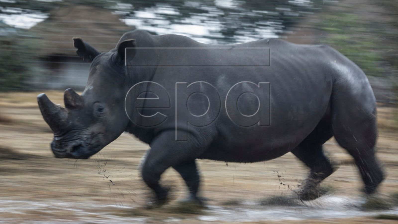 rhino