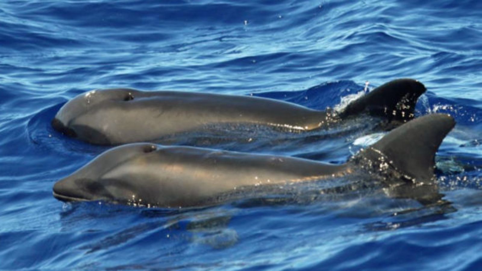 Wholphin kuva