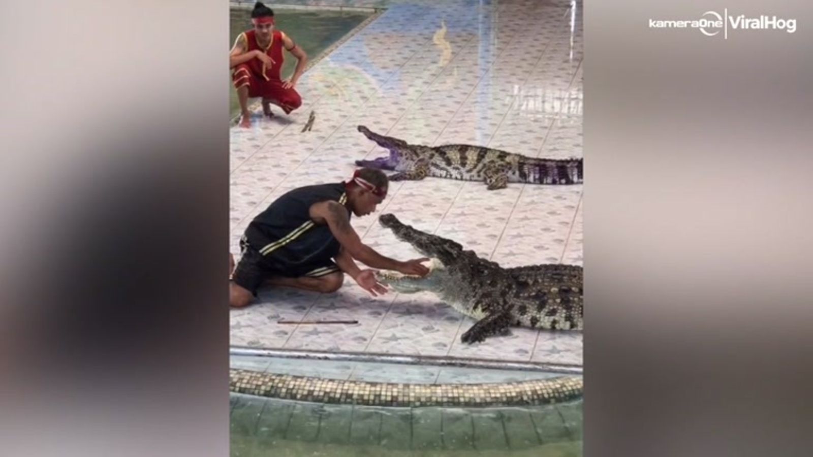 Krokotiili suuttui Thaimaassa