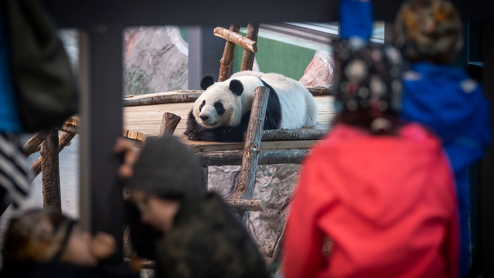 Ähtäri Pandatalo panda Lumi Pyry