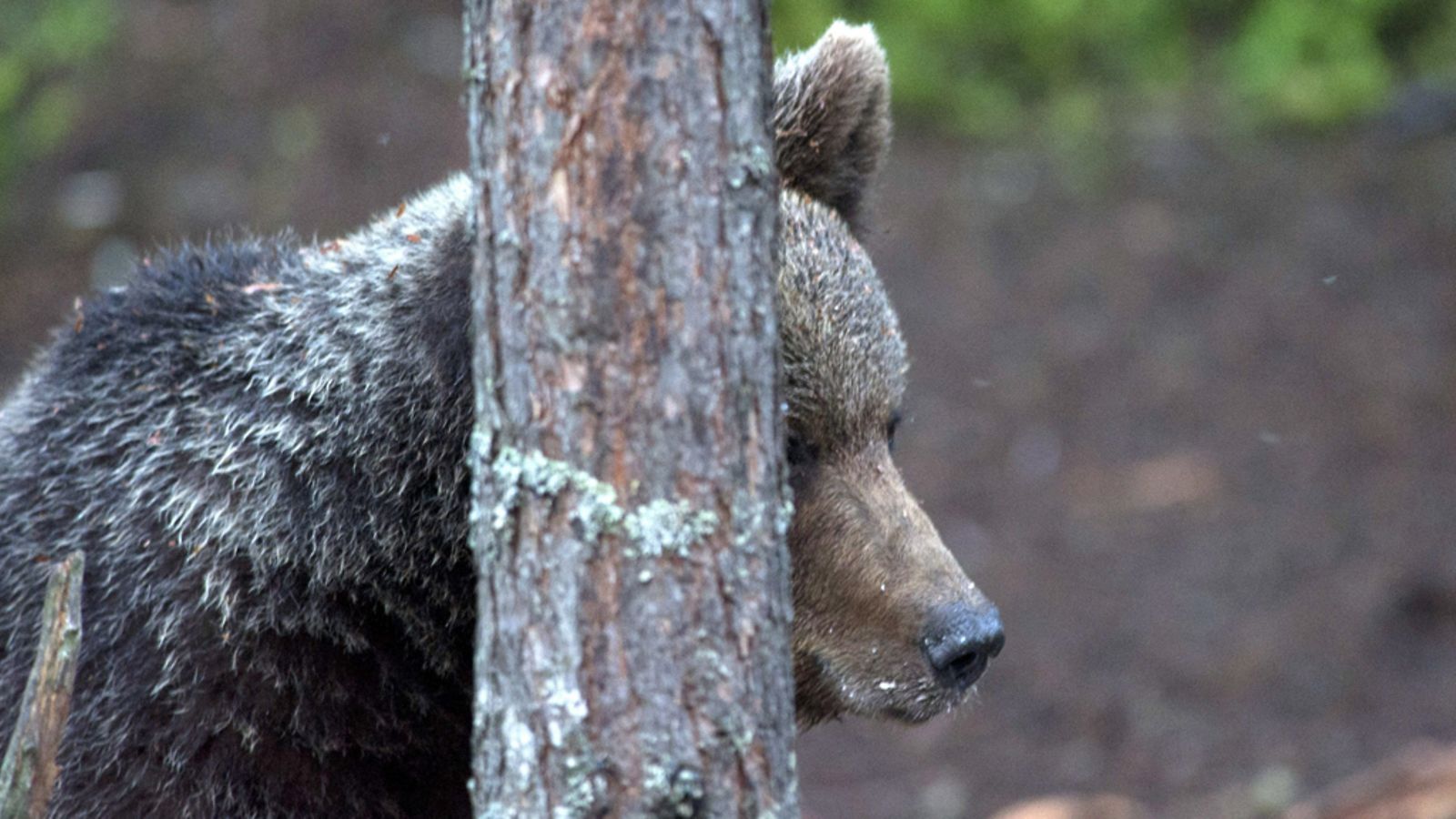 Karhu (Ursus Arctos) kuvattuna Suomen ja Venäjän välisellä rajavyöhykkeellä Kuhmossa.