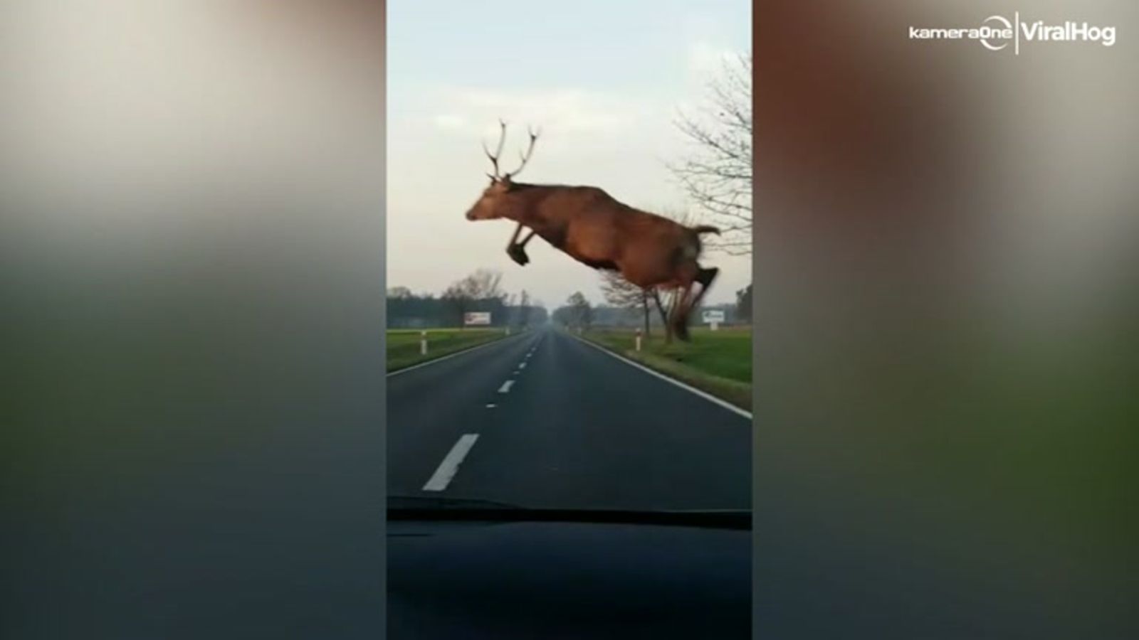 Auto vältti täpärästi hurjan peurakolarin