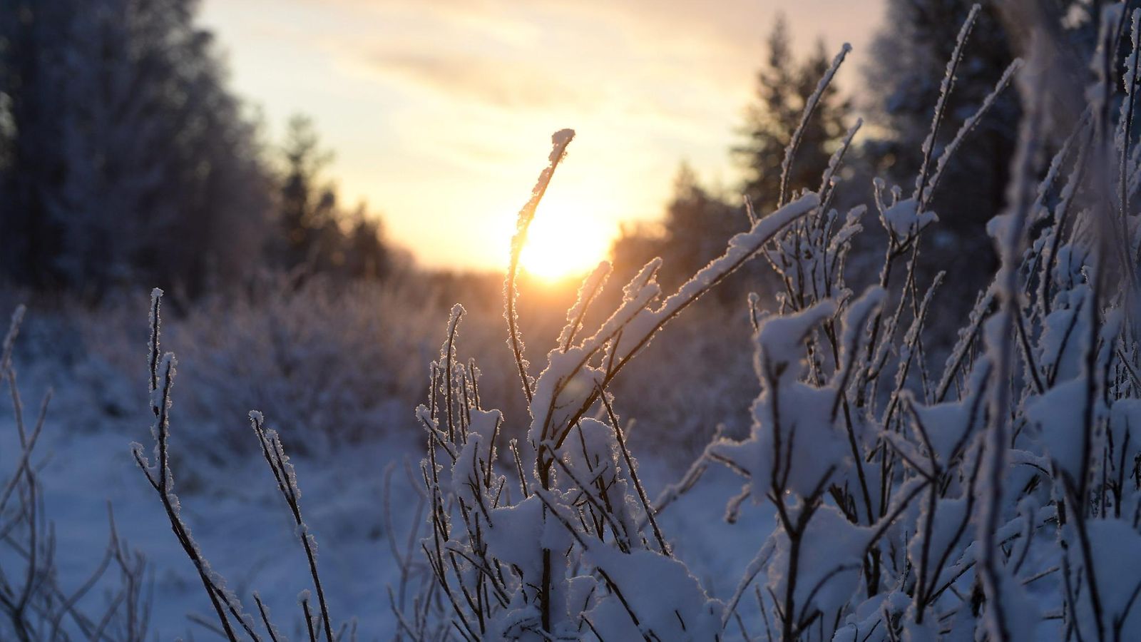 Kylmä pakkasta LK