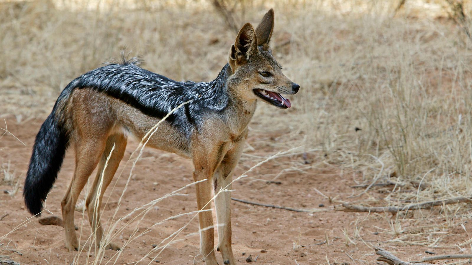 AOP sakaali kultasakaali Kenia