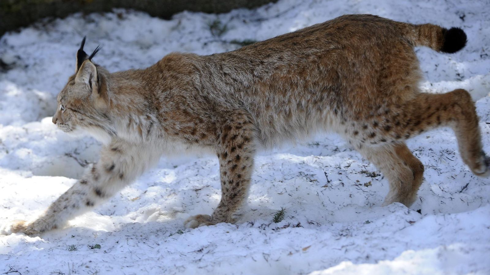 LK, ilves, ähtäri