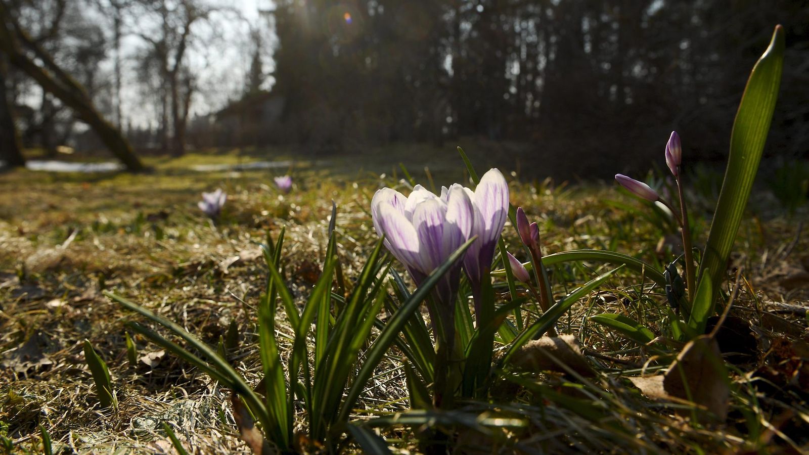 Krookukset kukkivat Helsingissä 7. huhtikuuta 2019. Kevät!