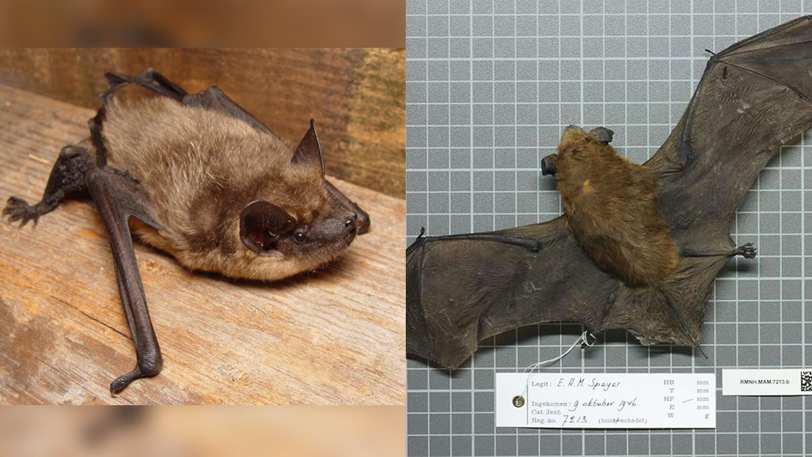 Eptesicus serotinus 2