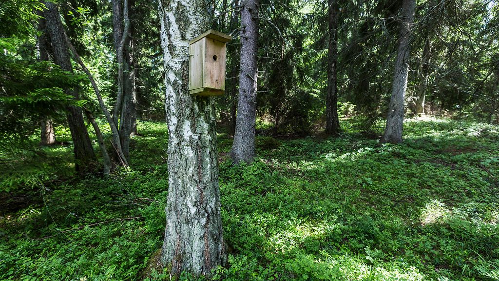Birdlife Suomi haastaa lintufanit bongailemaan pönttöjä tänä viikonloppuna