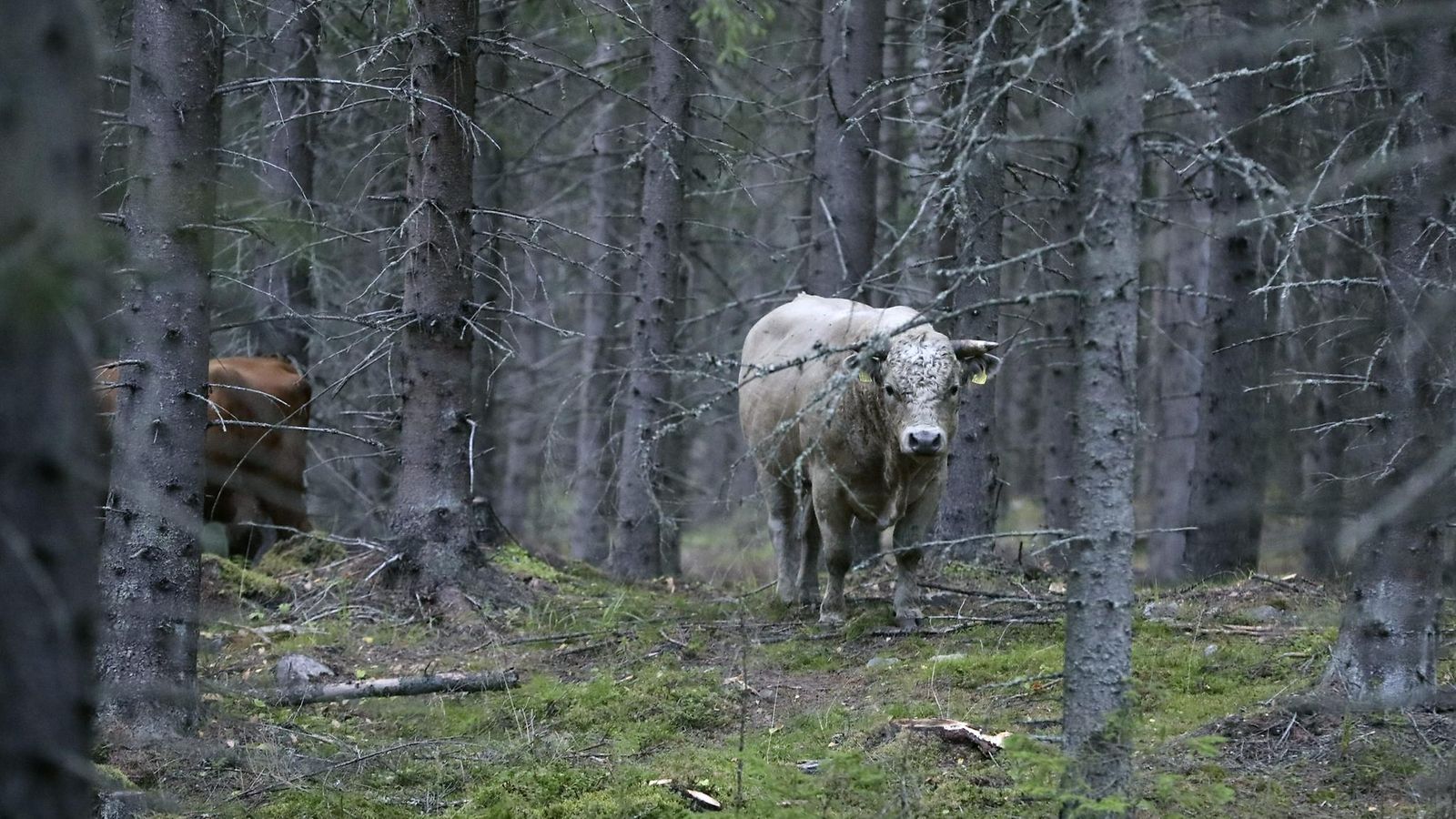 karannut nautalauma Lehtikuva1