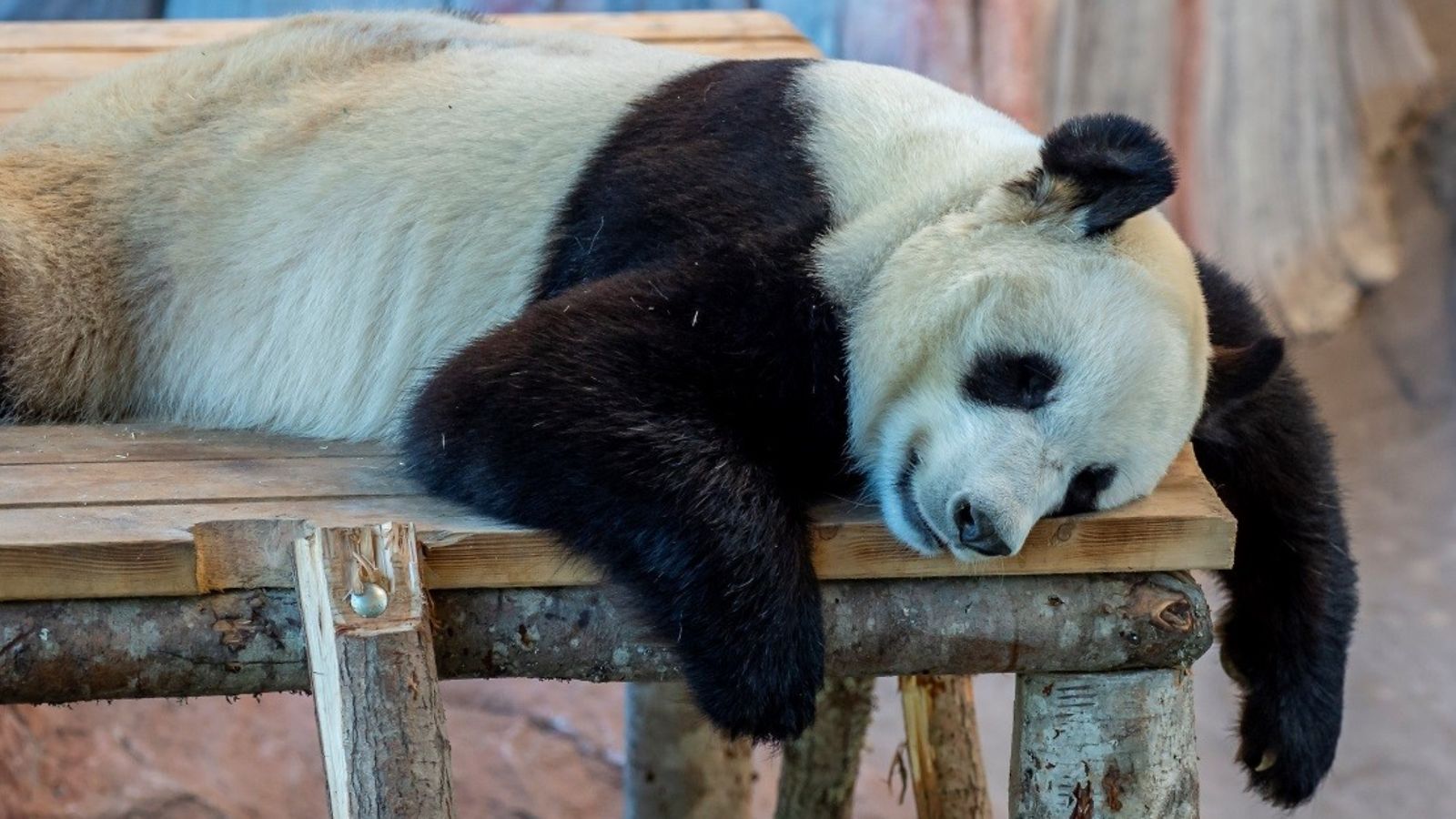 Ähtäri eläimet panda lepää